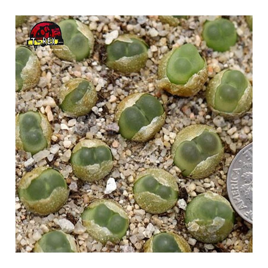 aonde comprar cacto pedra conophytum ratum