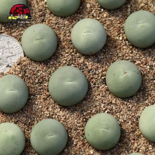 comprar cacto pedra conophytum Cálculo