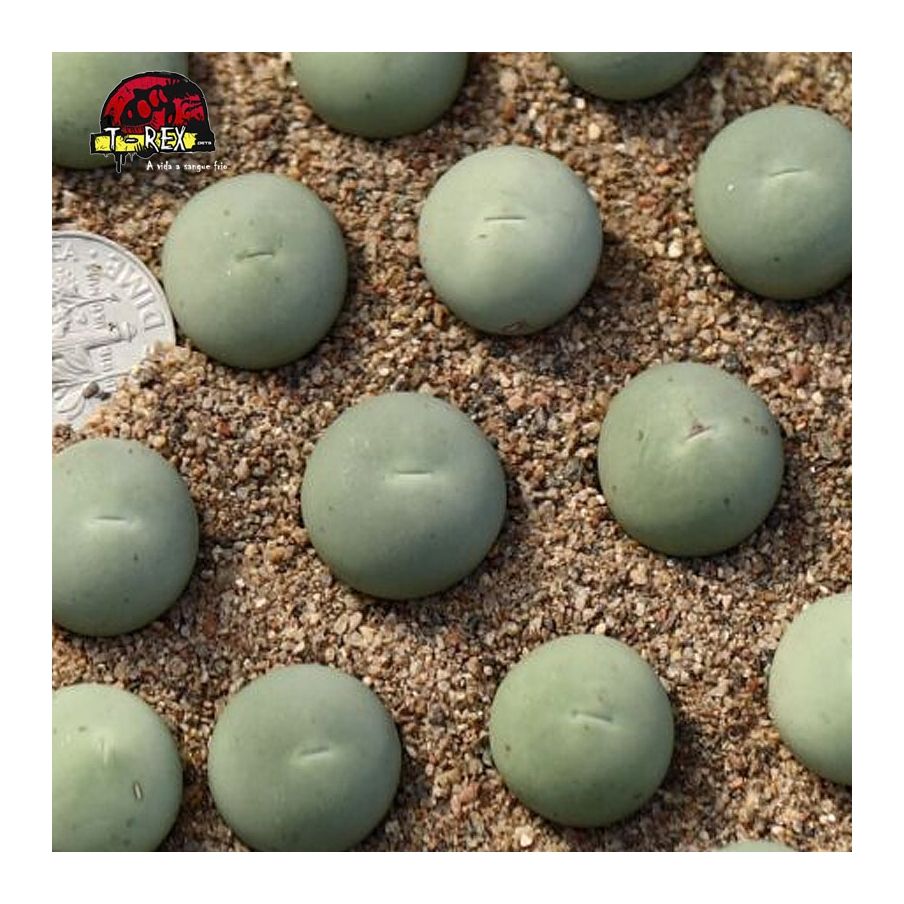 comprar cacto pedra conophytum Cálculo