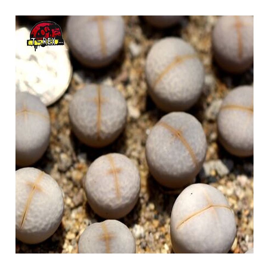 aonde comprar cacto pedra Pole evansii