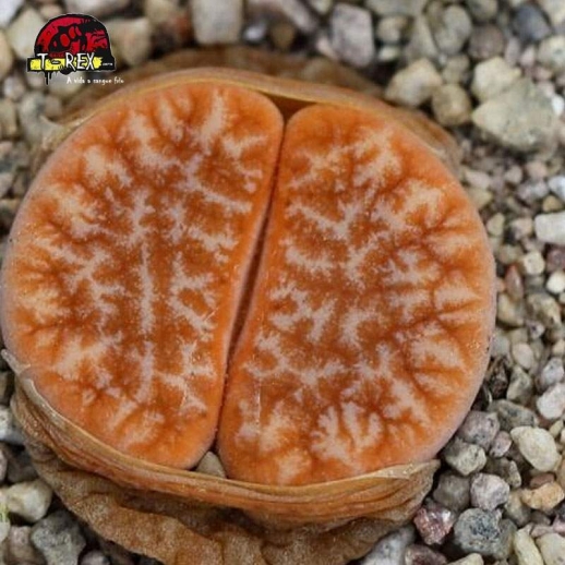 Muda de Lithops Cacto Pedra...