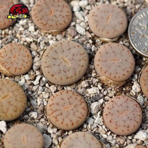 Muda de Lithops Cacto Pedra...