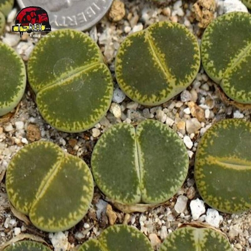 comprar cacto pedra Lithops leslie