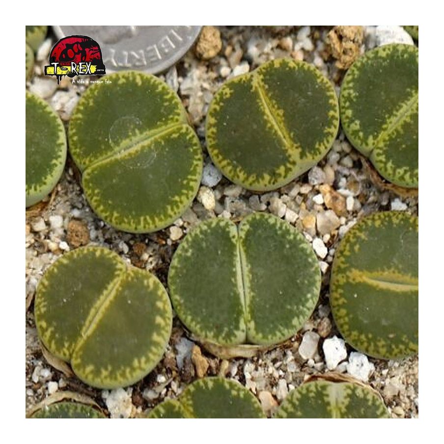 comprar cacto pedra Lithops leslie