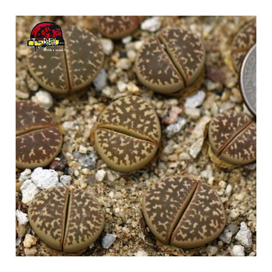 comprar cacto pedra naureeniae