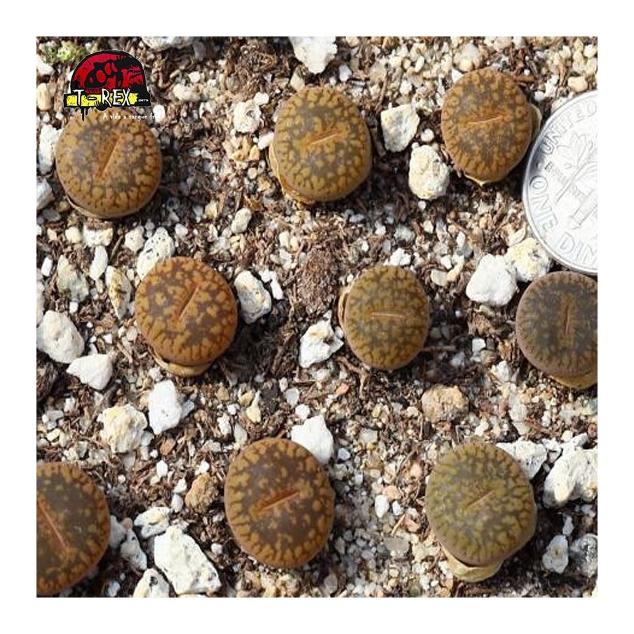 comprar cacto pedra tempestades snowcap