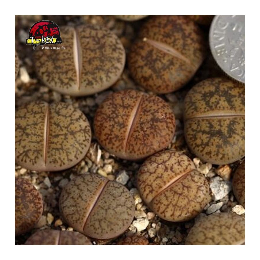 comprar cacto pedra stonesthrow