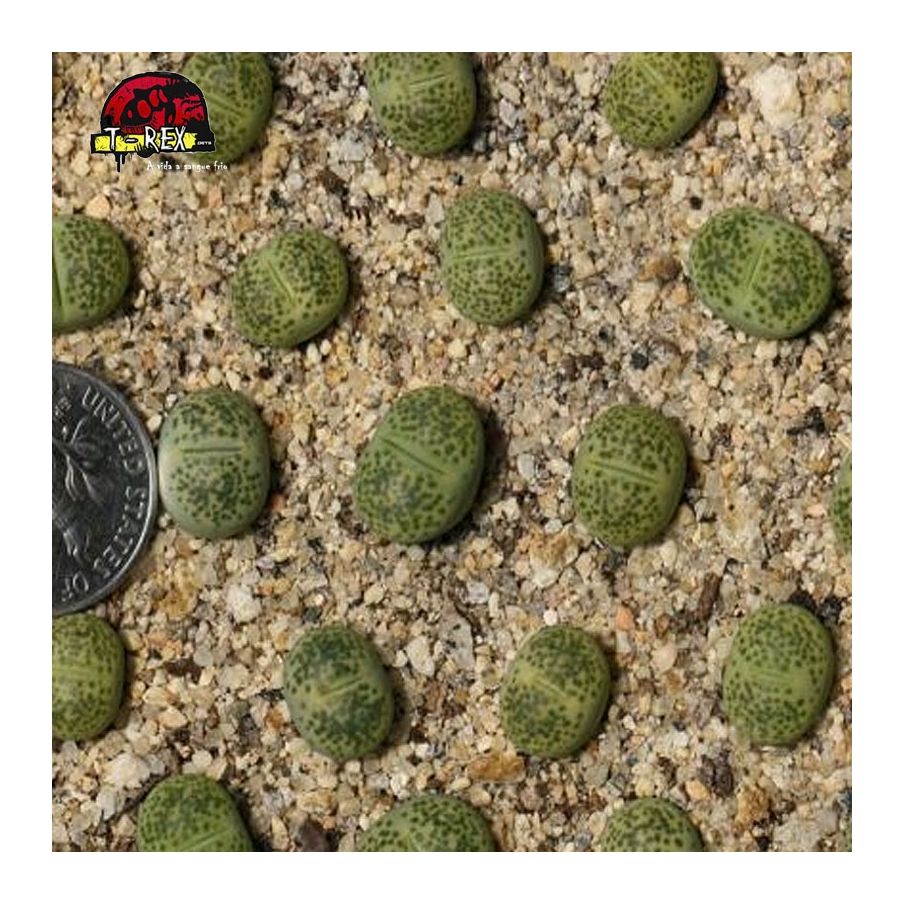 comprar cacto pedra Verde sandpoort