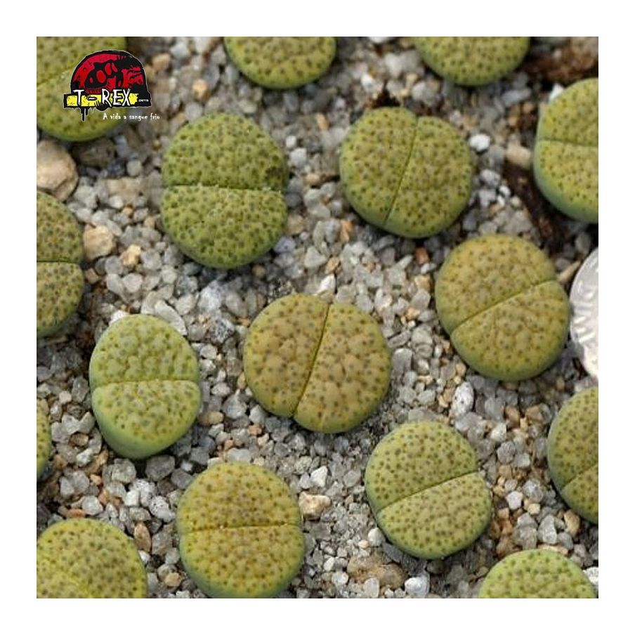 comprar cacto pedra aurea