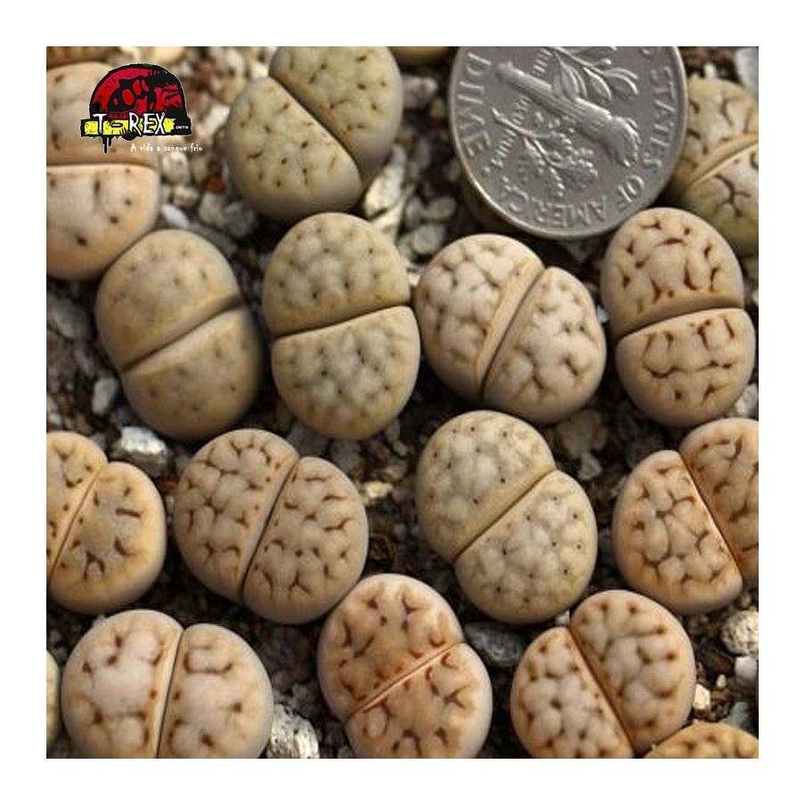 aonde comprar cacto pedra karasmontana aiaisensis