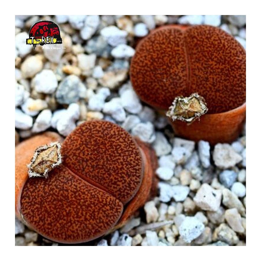 compra cacto pedra leslie