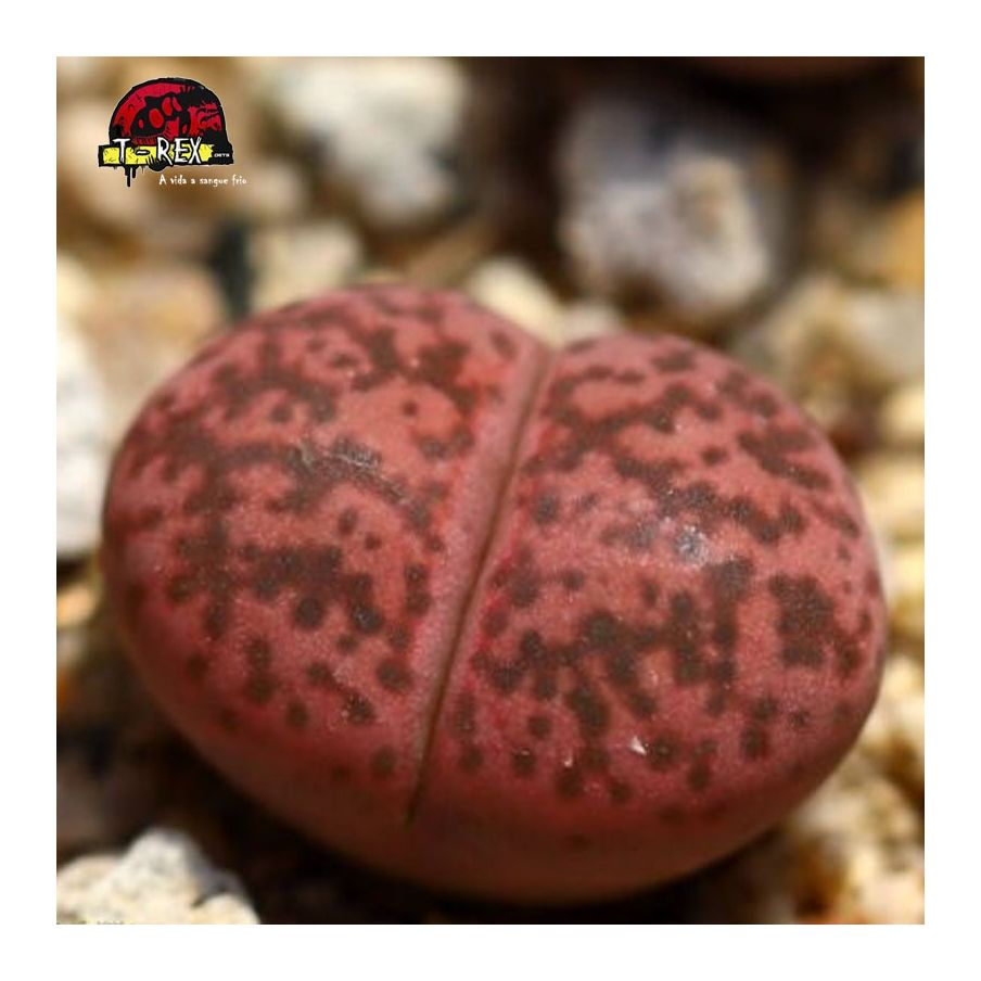 comprar cacto pedra gesinae pink