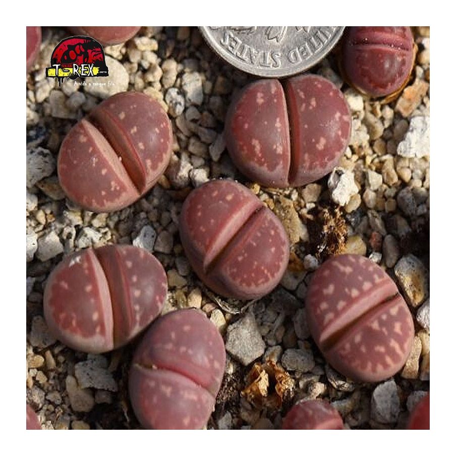 comprar cacto pedra olivacea