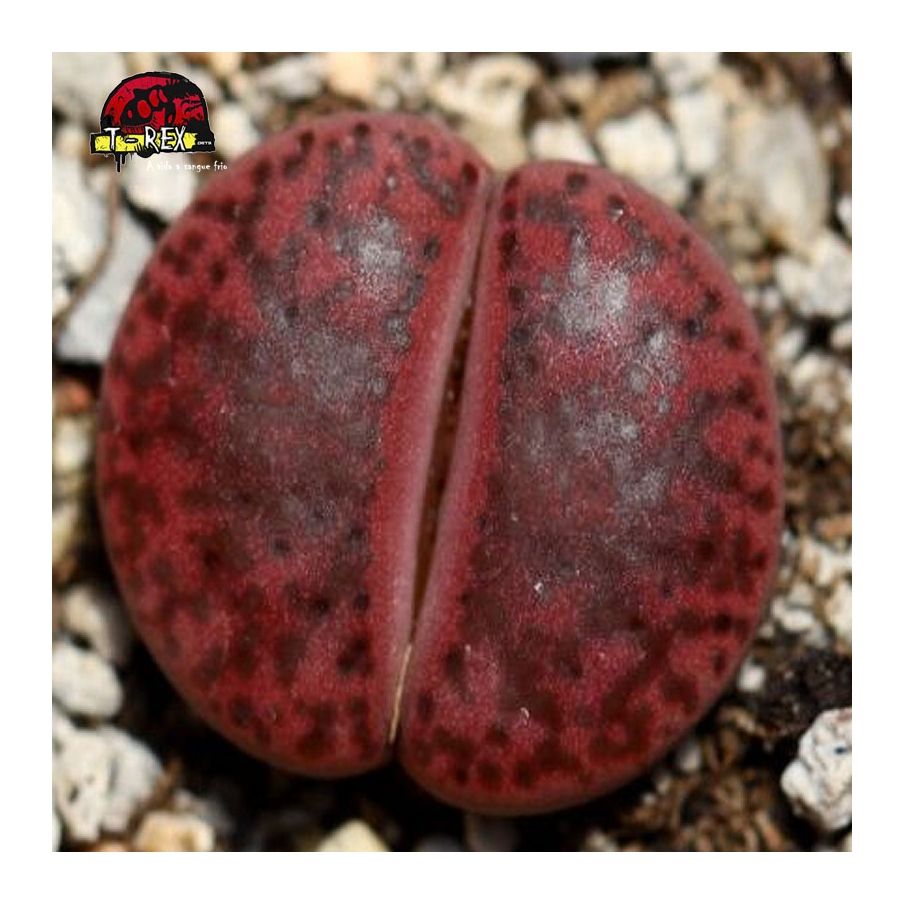 comprar cacto pedra bromfieldii