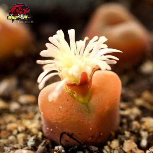 comprar cacto pedra conophytum maughanii