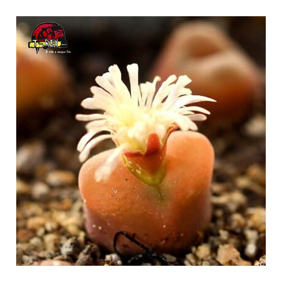 comprar cacto pedra conophytum maughanii