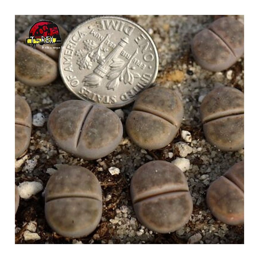 comprar cacto pedra Ironstone