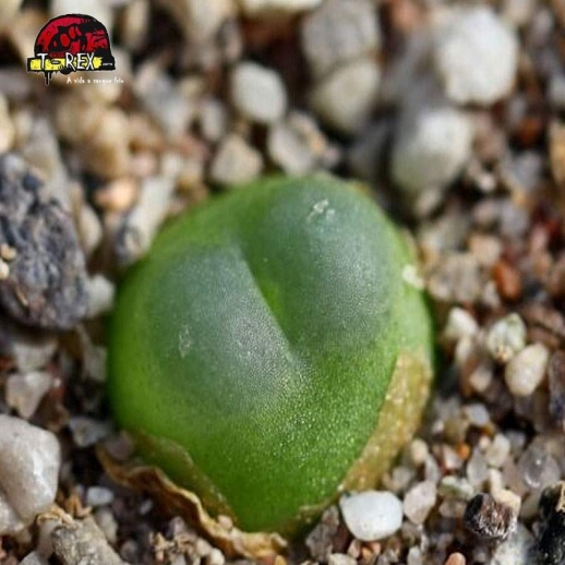 comprar cacto pedra conophytum ratum