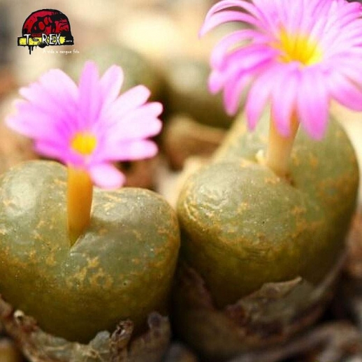 comprar cacto pedra conophytum lithopsoides