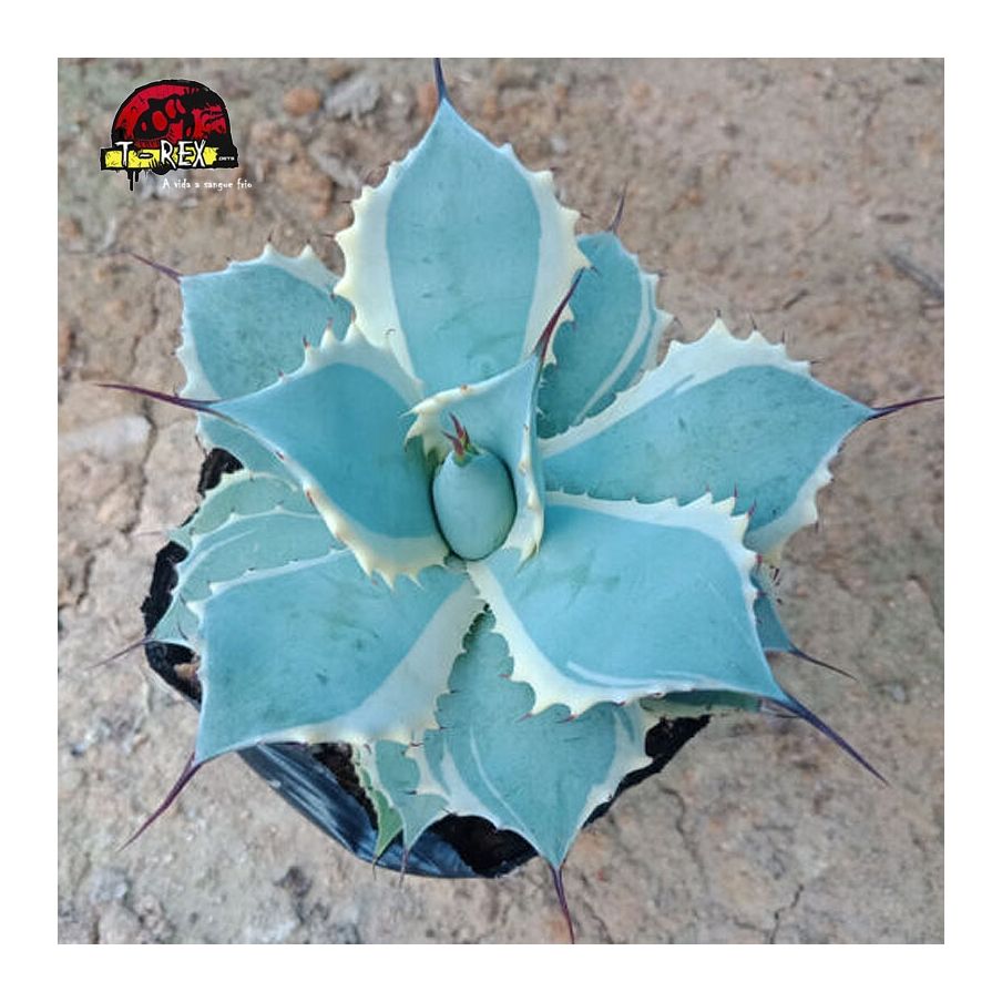 compra muda de suculenta raridade