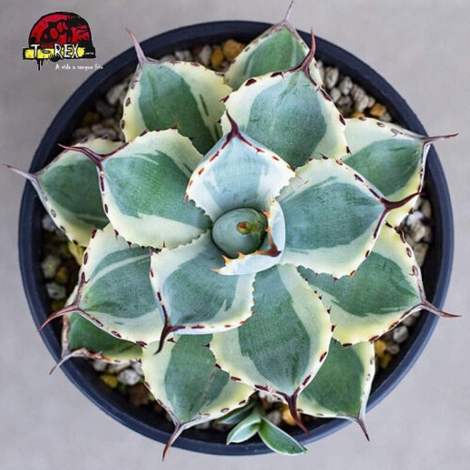 comprar muda de suculenta raridade