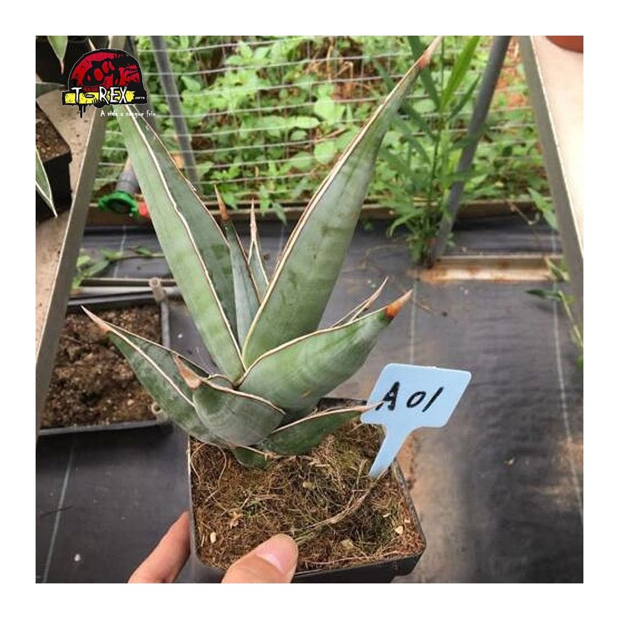 comprar planta suculenta importada