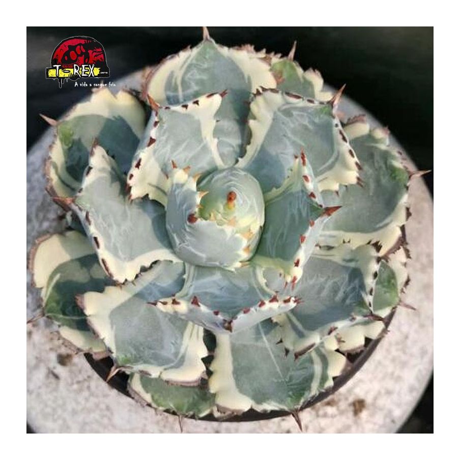 comprar muda de planta suculenta exotica