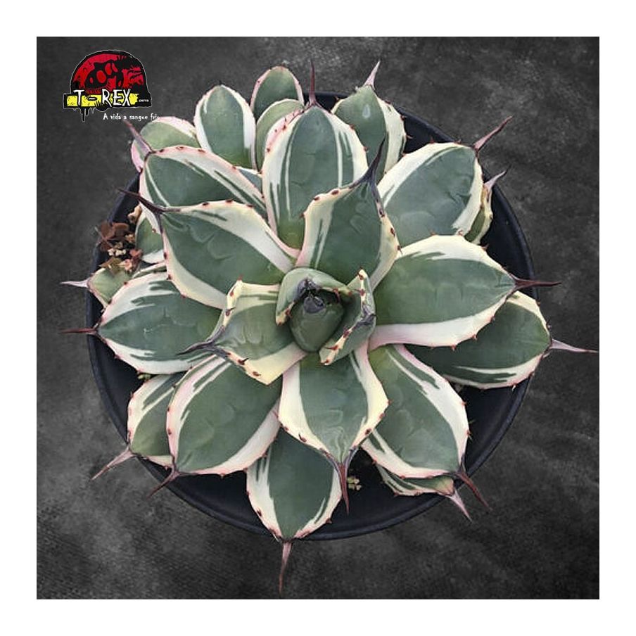 comprar muda de suculenta raridade