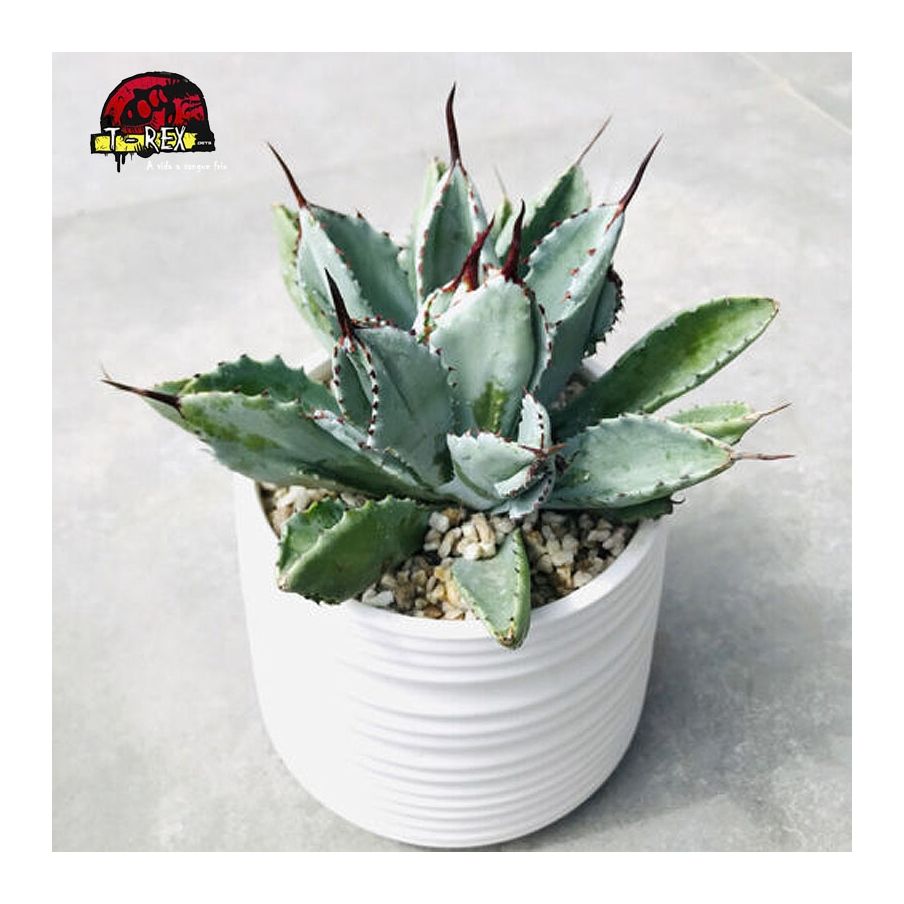 comprar suculenta importada