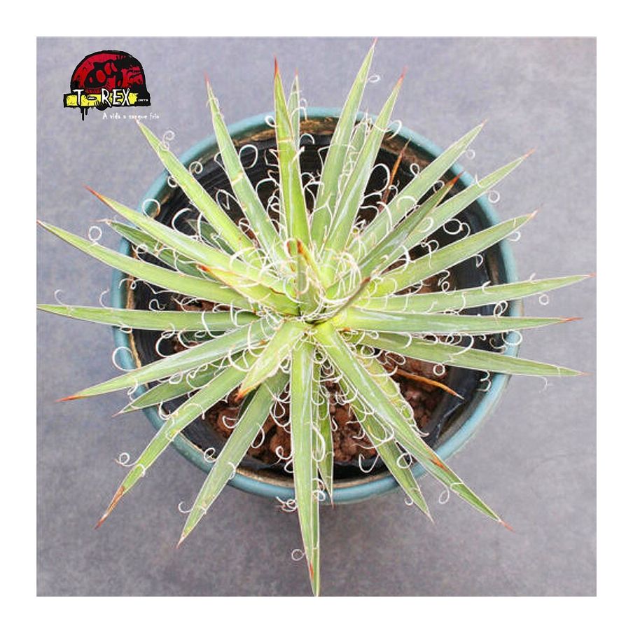 comprar muda de suculenta exotica