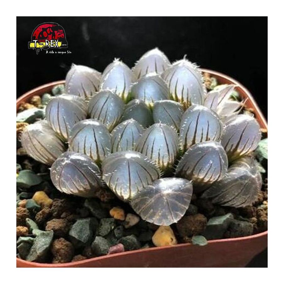 comprar planta suculenta Haworthia
