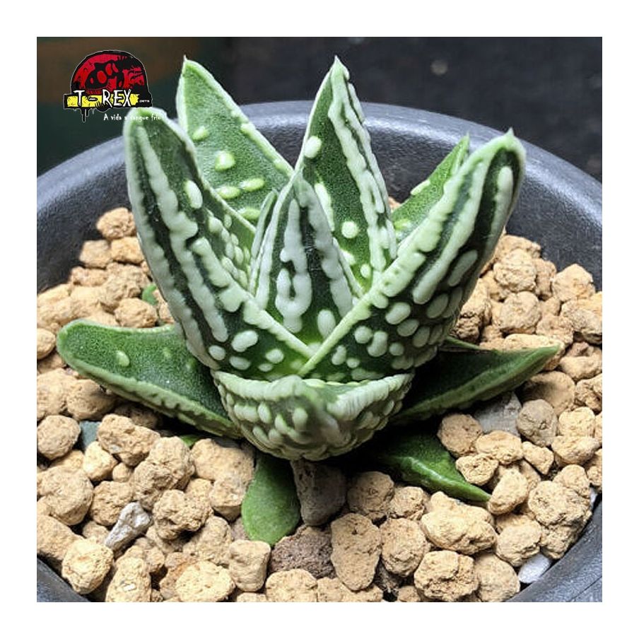 comprar suculenta rara kingiana híbrido