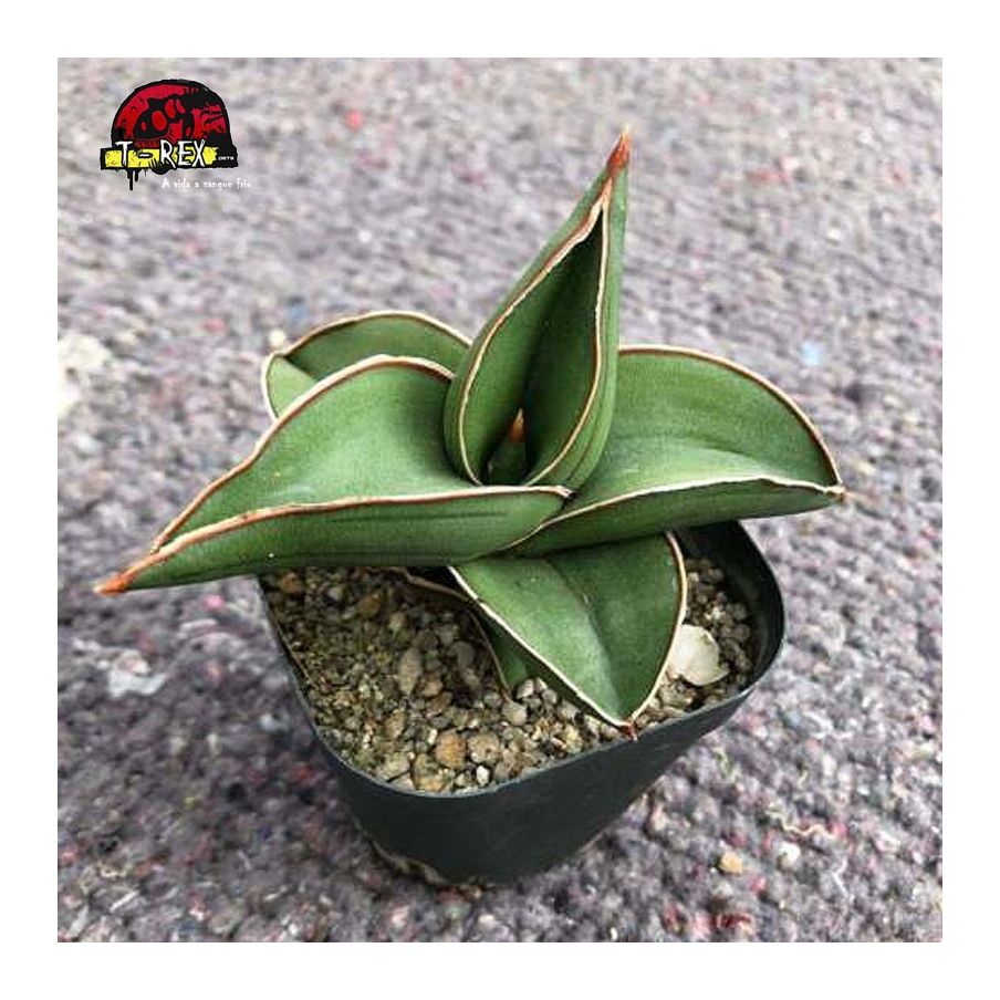 comprar planta suculenta rara