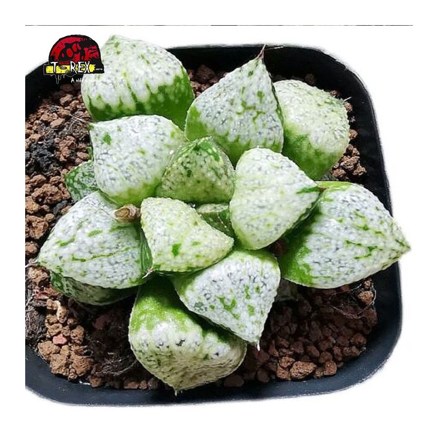 comprar suculenta rara haworthia comptioniana
