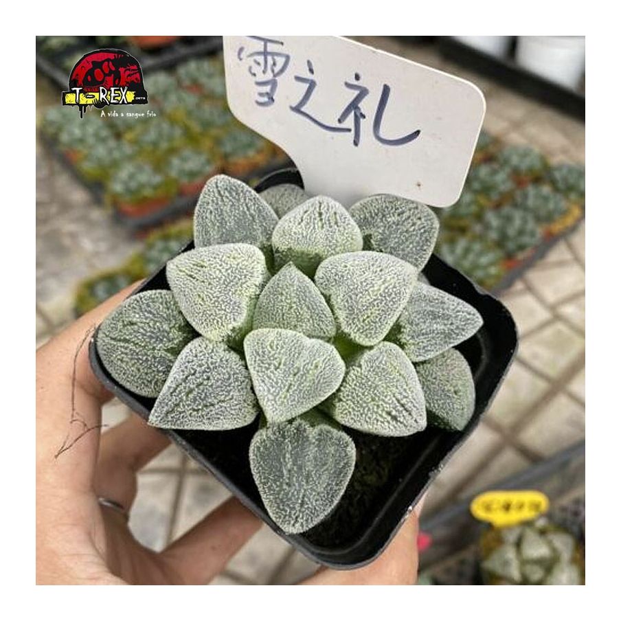 comprar suculenta raridade Floco De Neve comptioniana