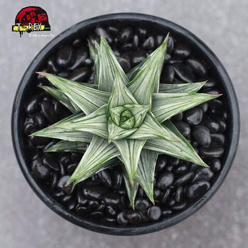 comprar suculenta Haworthia Torre rara