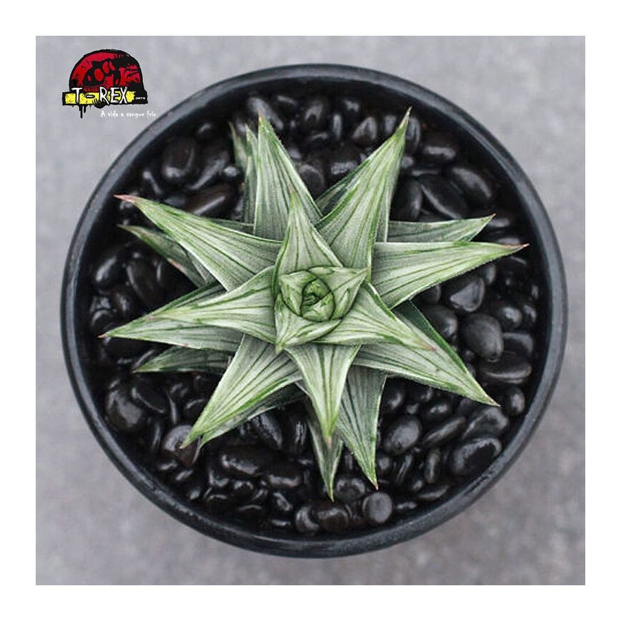comprar suculenta Haworthia Torre rara