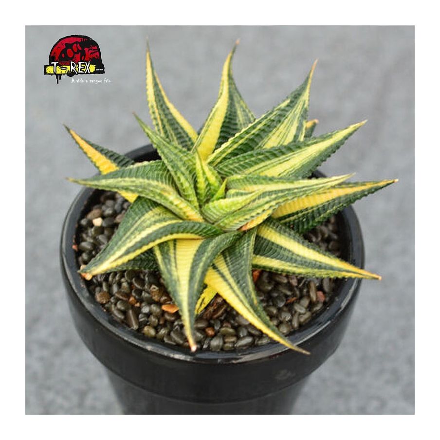 aonde comprar muda de suculenta rara limifolia híbrido
