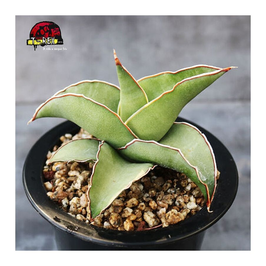aonde comprar muda de suculenta sansevieria thunb