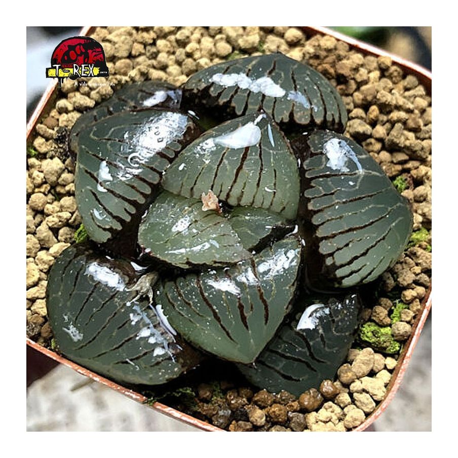 comprar suculenta raridade comptioniana springbokvlakensis