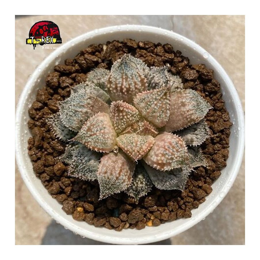 comprar mudas de suculenta Caranguejo