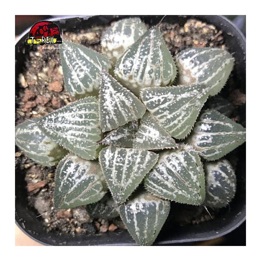 comprar muda de suculenta Yuki keshiki