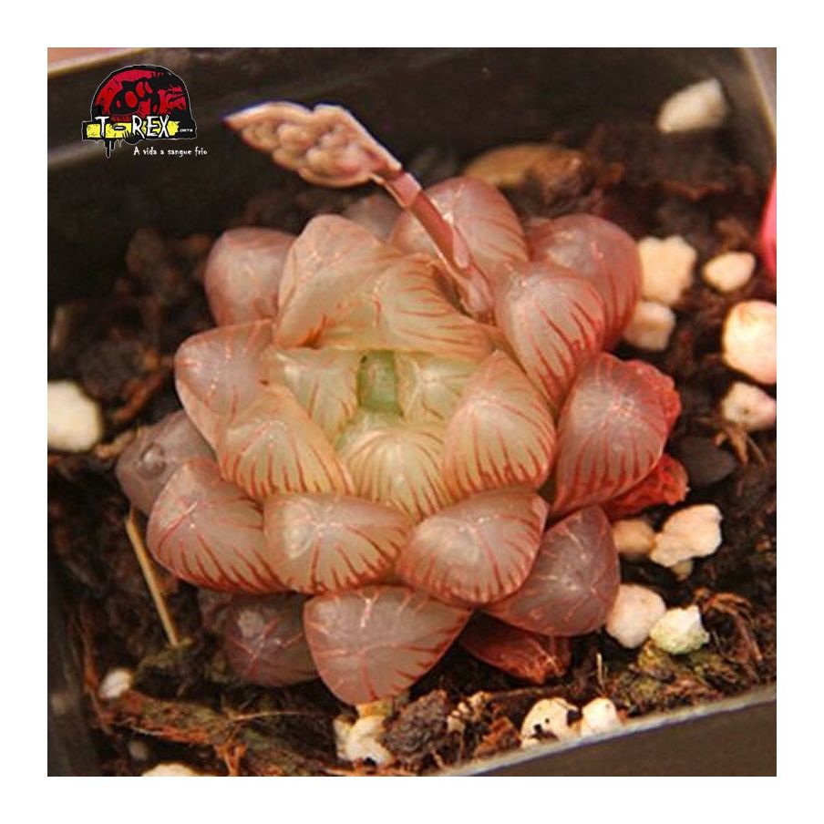 aonde comprar suculenta baker red