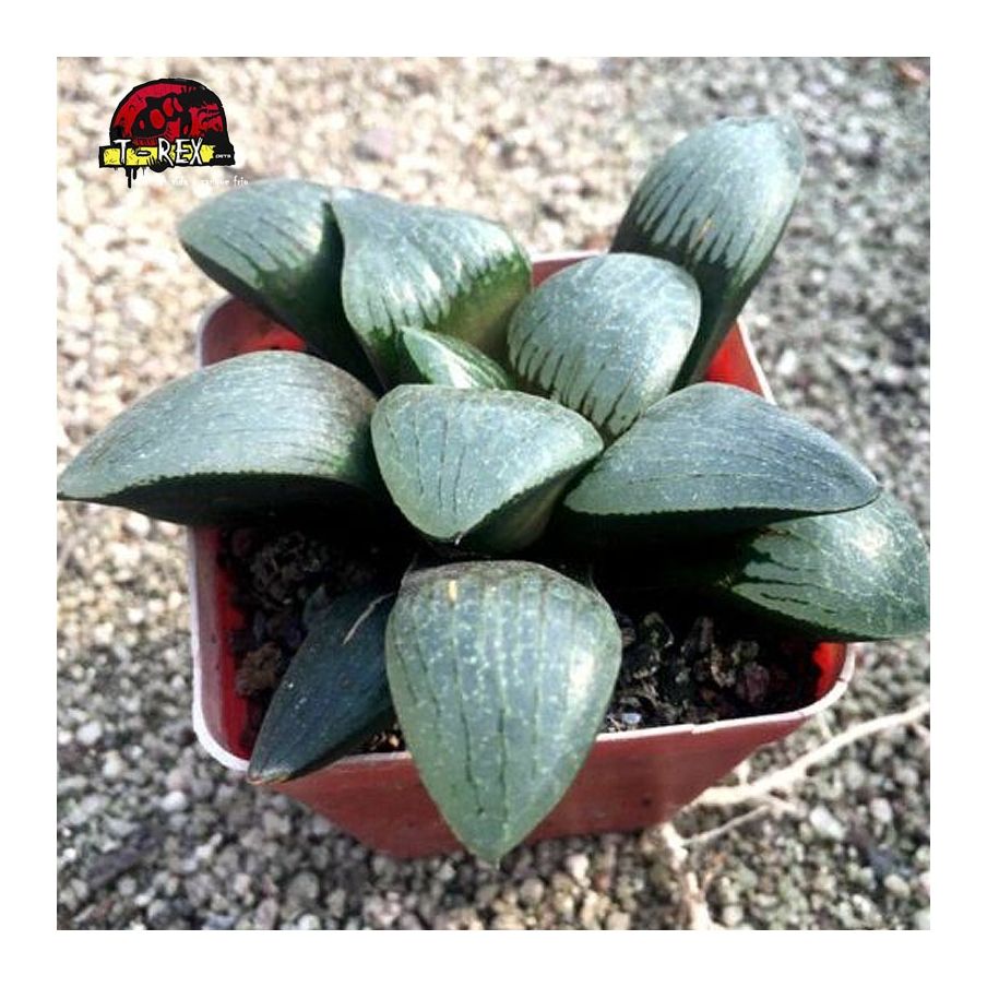 comprar suculenta gekkou