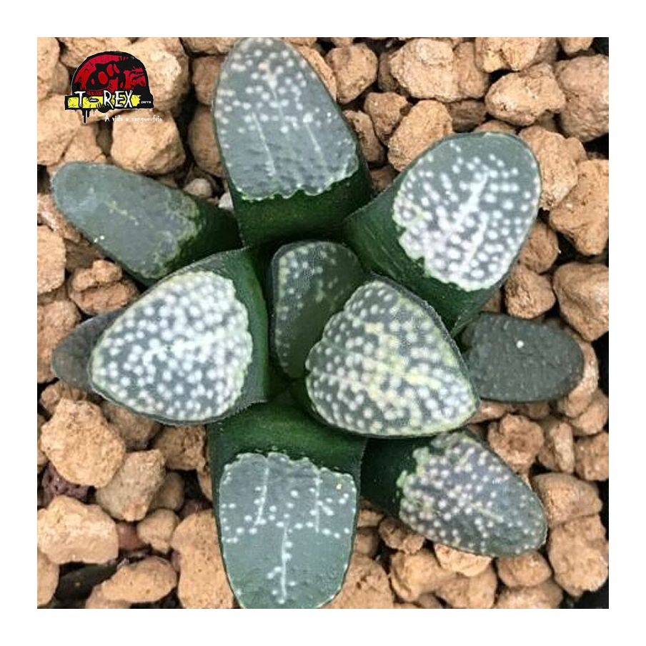 muda rara suculenta groenewaldii liliaceae