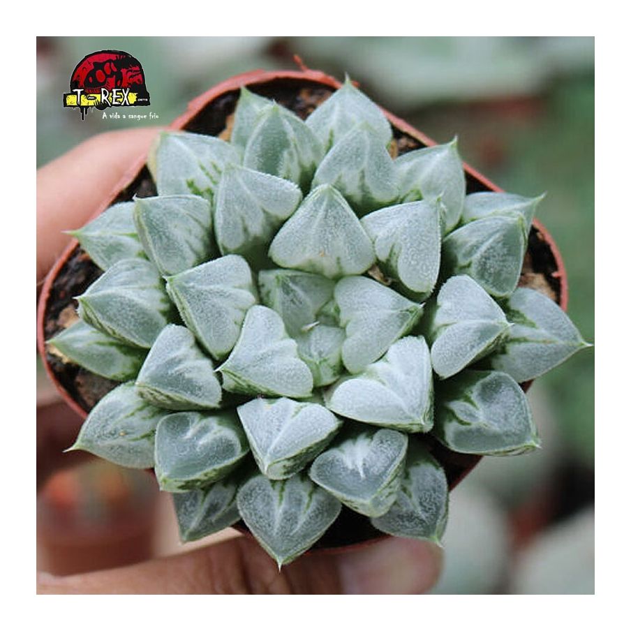 comprar muda de suculenta liliaceae