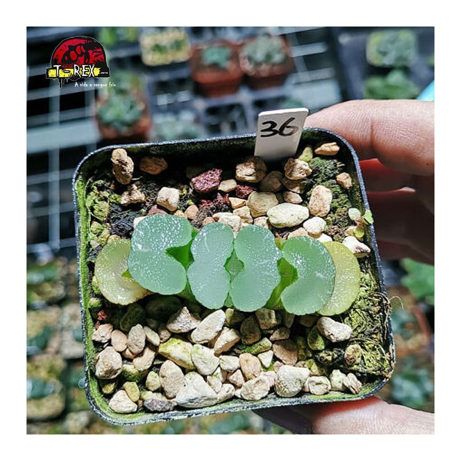 muda de suculenta rara Truncata onawa