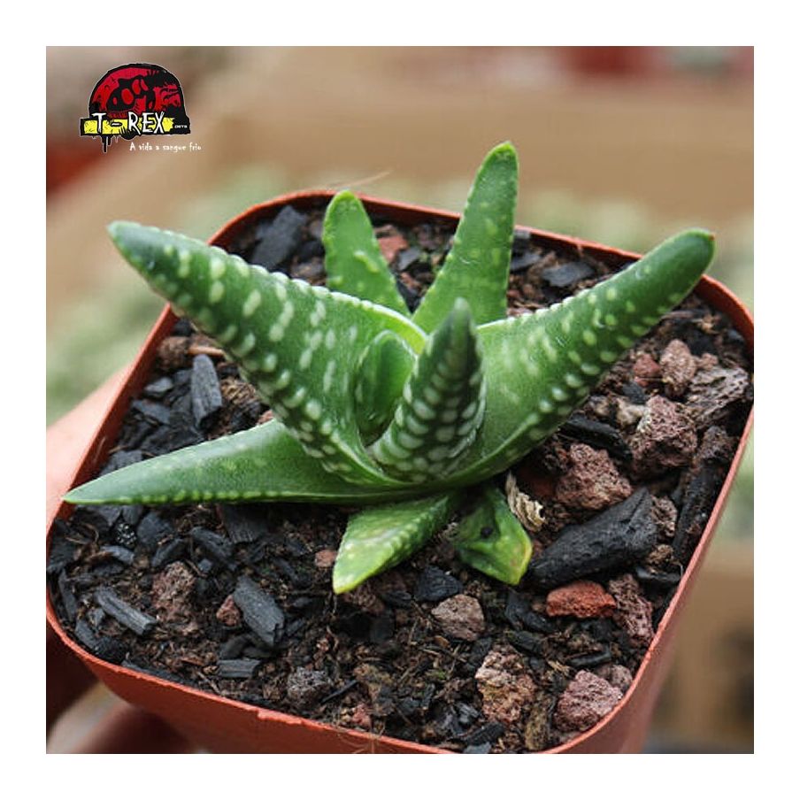 comprar suculenta rara dinossauro coração