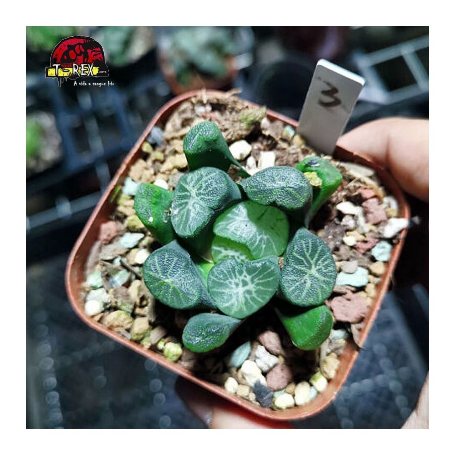 muda raridade de suculenta maughanii shirotae