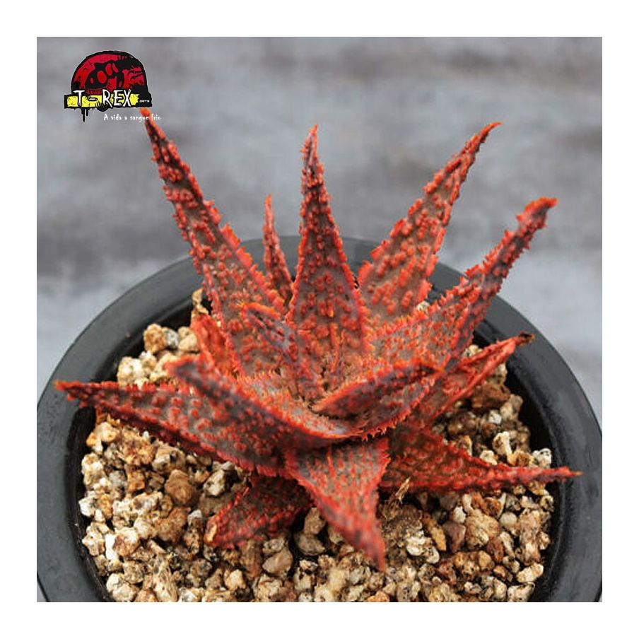 comprar raridade de suculenta vermelho natal aloe